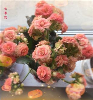 柳老师